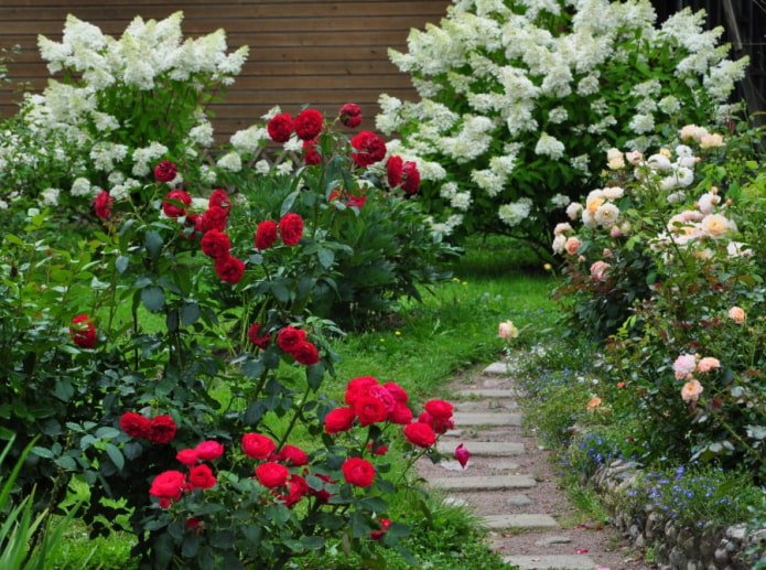 Roses and hydrangeas