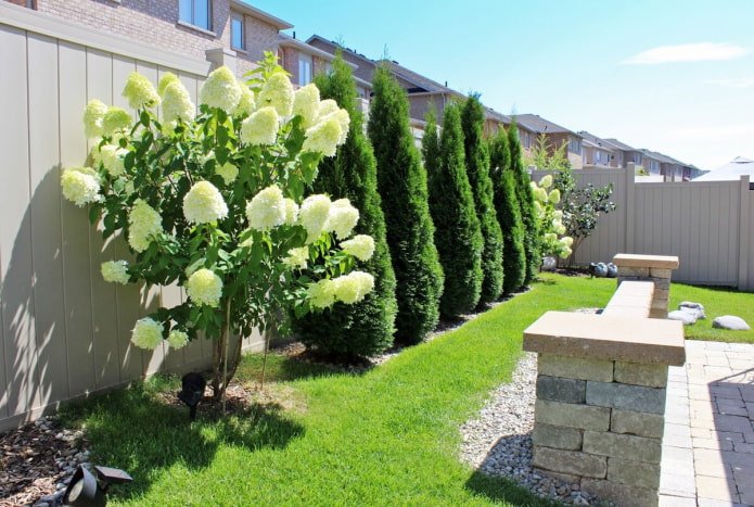 Hydrangea with thuja