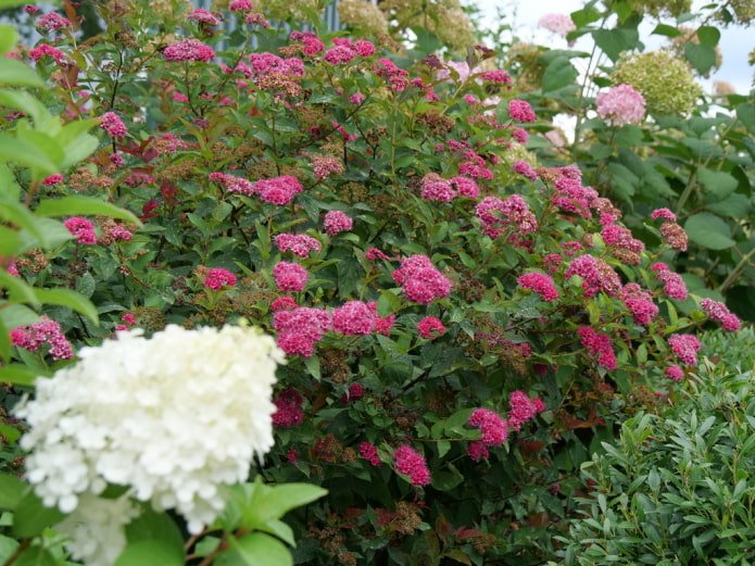 Pink spirea
