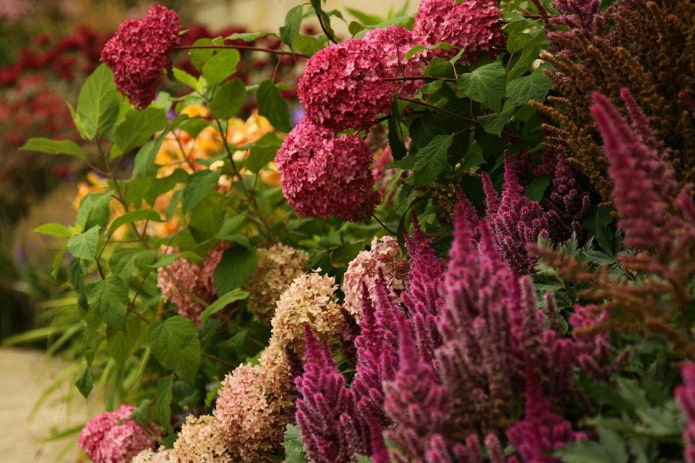 Astilbe and hydrangea