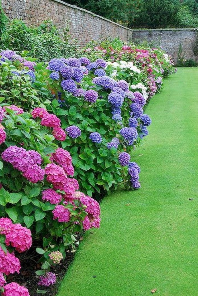 colored hydrangea along the fence