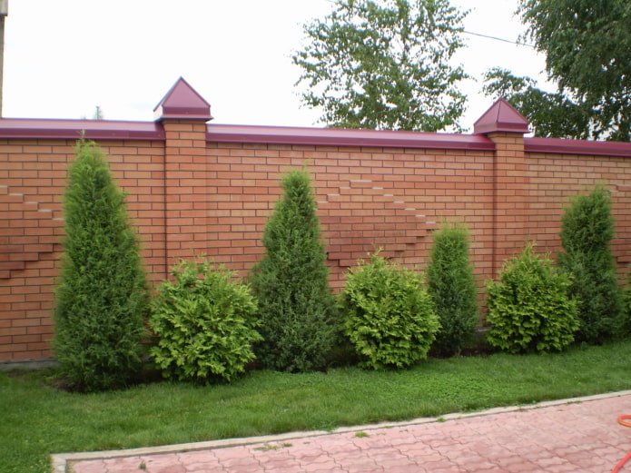 high and low bushes along the fence