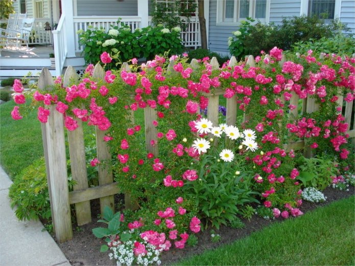flowers near a wooden fence