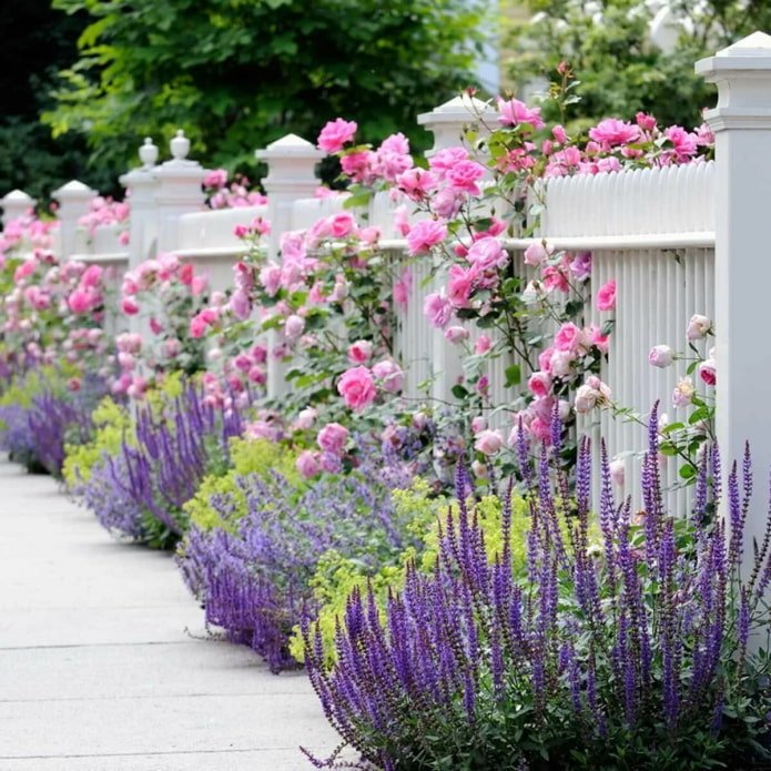lavender on the plot