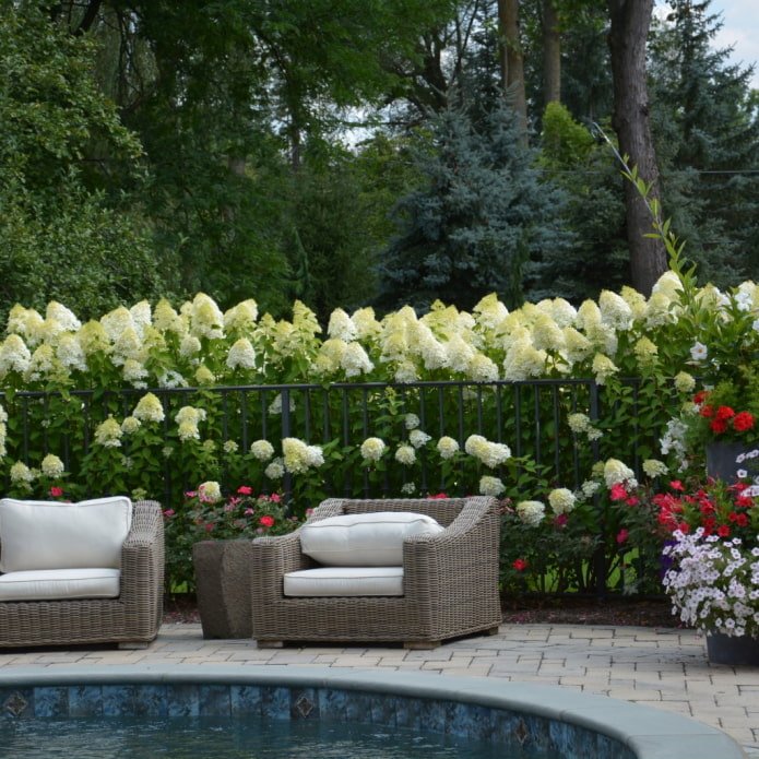 white flowers on the plot