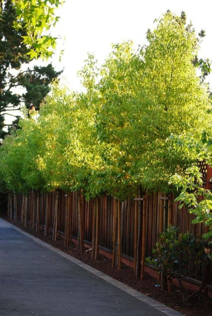 slender trees along the site