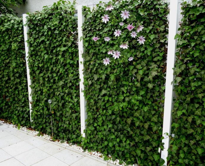 vine on the fence