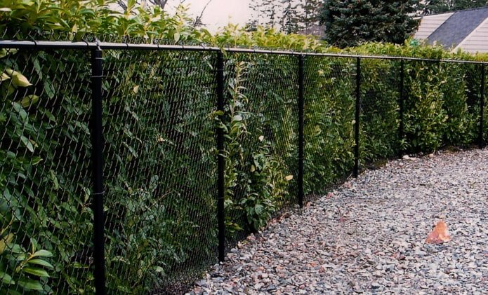 bushes near the chain-link mesh