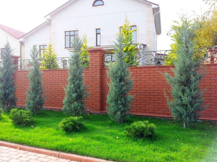 firs on the site