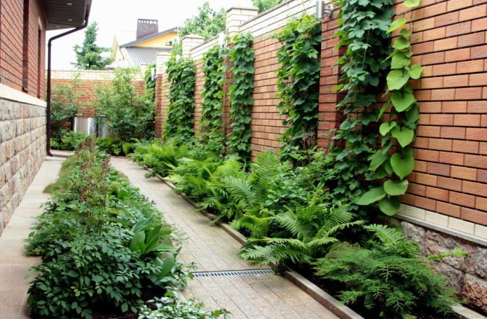 vines on a brick fence