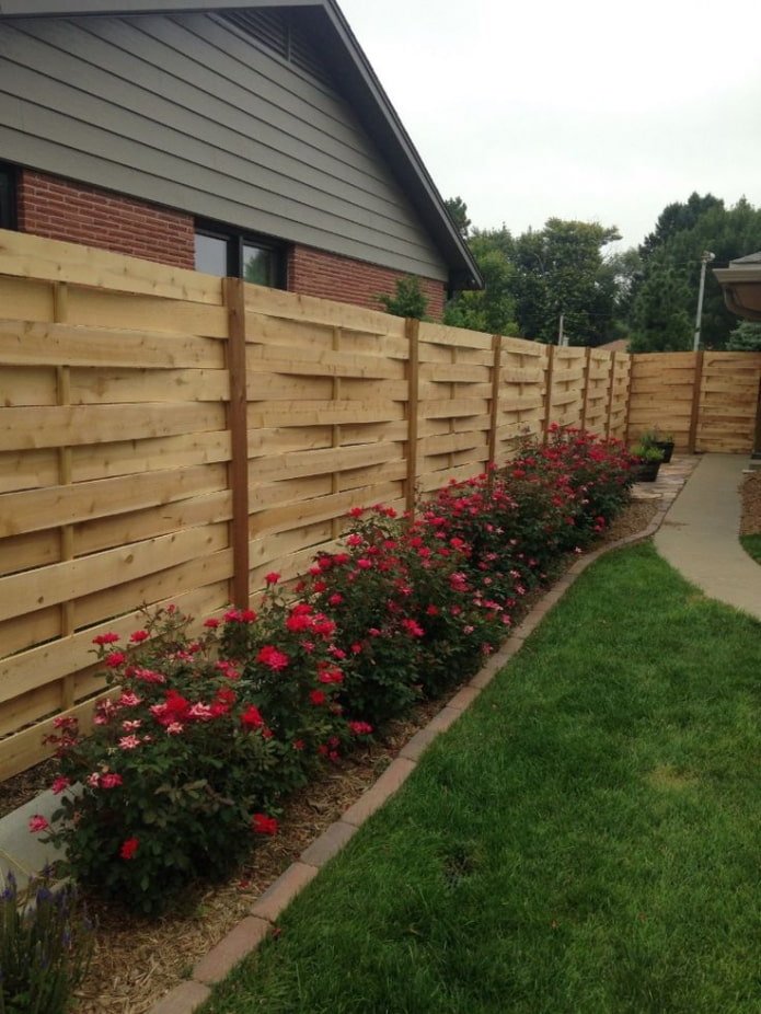 roses along the fence
