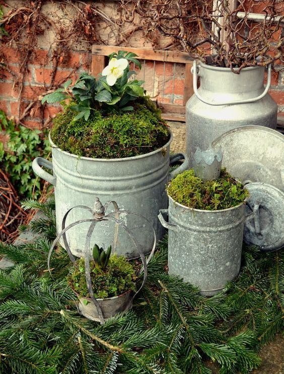 Tanks and moss