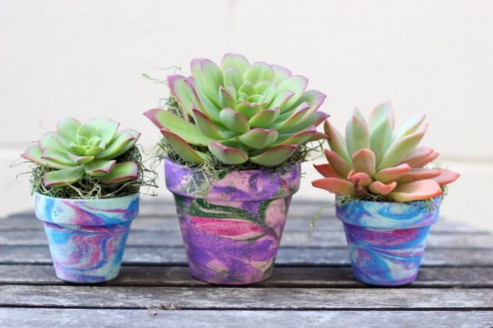 succulents in multi-colored pots