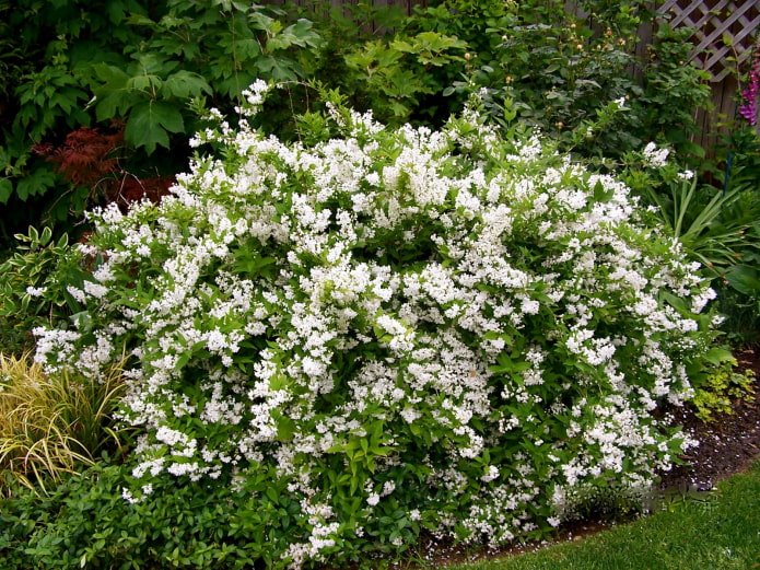 a bush with white flowers