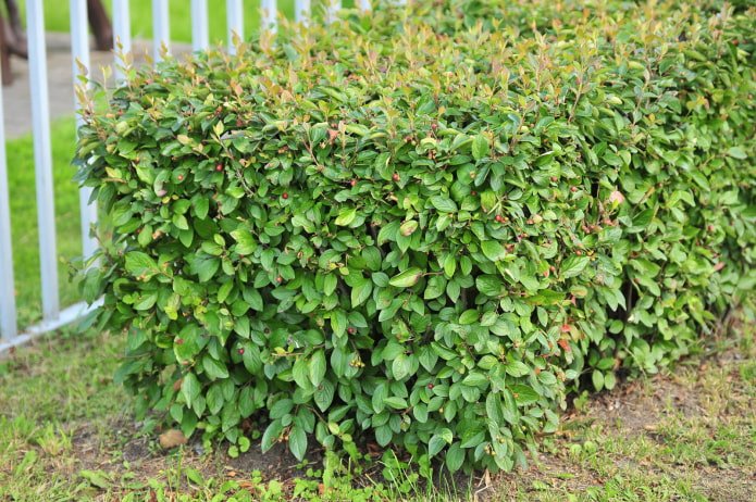 what does cotoneaster look like