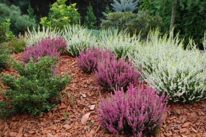 compact shrub for the dacha