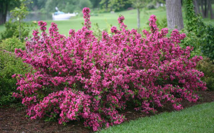 blooming of pink Weigela