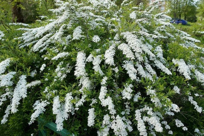 flowering white spirea