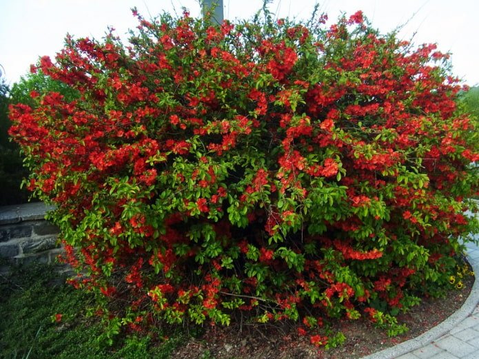 what does Japanese quince look like