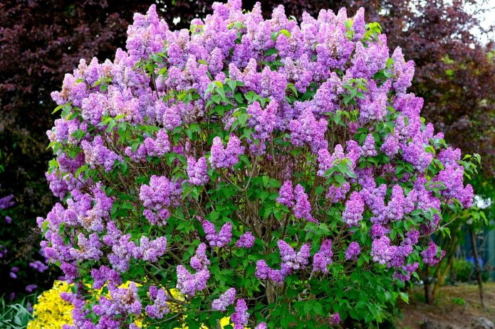 conditions for keeping lilac