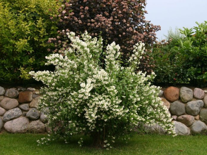 flowering jasmine in design