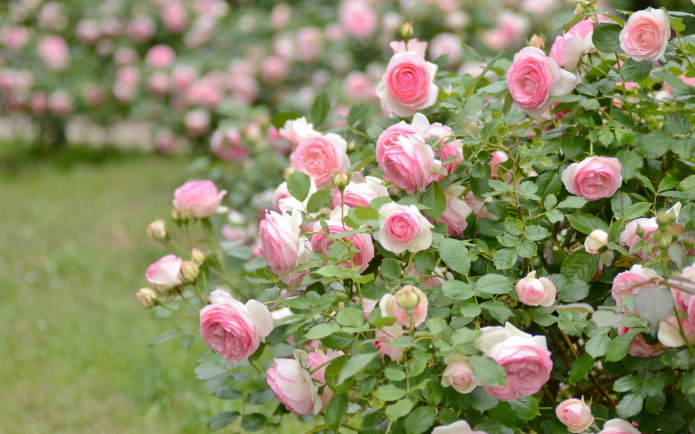 bush rose in the garden