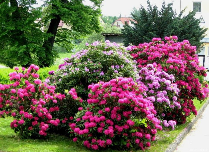 where to plant a rhododendron