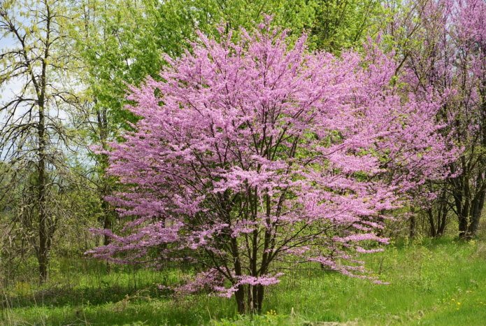 beautiful flowering shrub