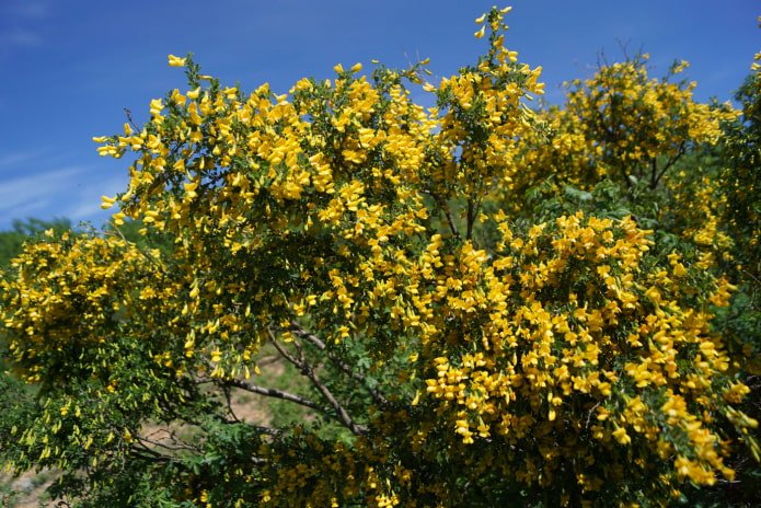flowering caragana