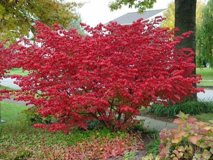 euonymus leaves in autumn