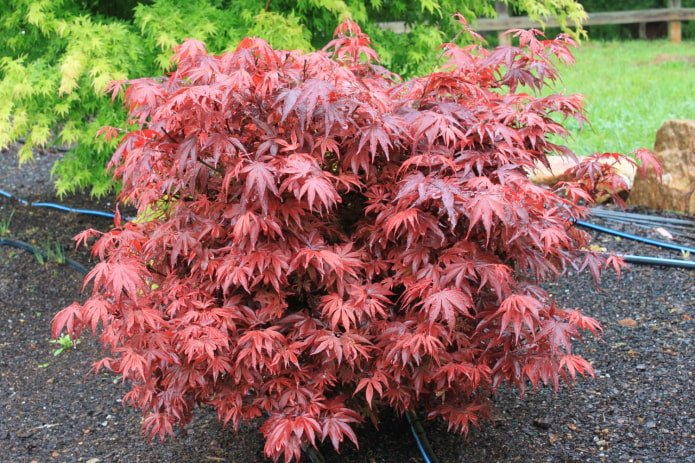 what does a Japanese maple look like