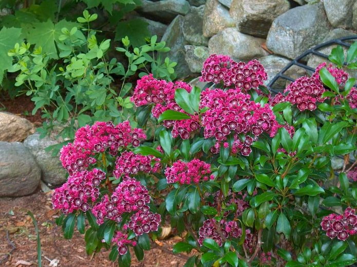 Kalmia flowering