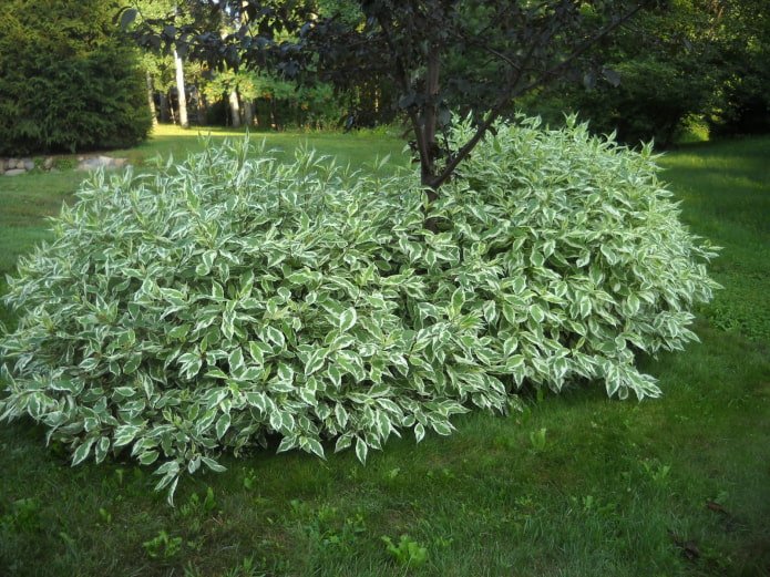garden shrub with variegated leaves
