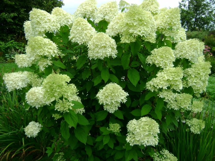 flowering of panicle hydrangea