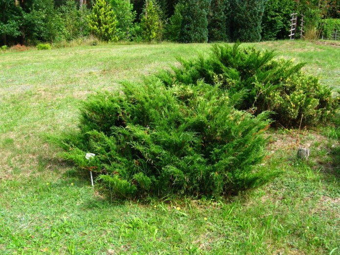 juniper bush photo