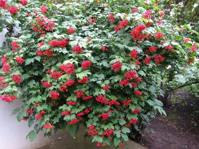 viburnum bush with berries