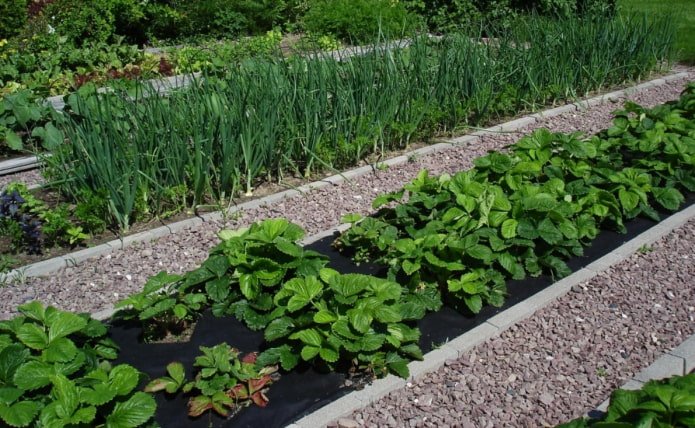 path between beds made of crushed stone