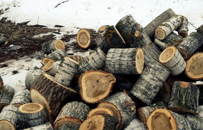 Poplar stump firewood