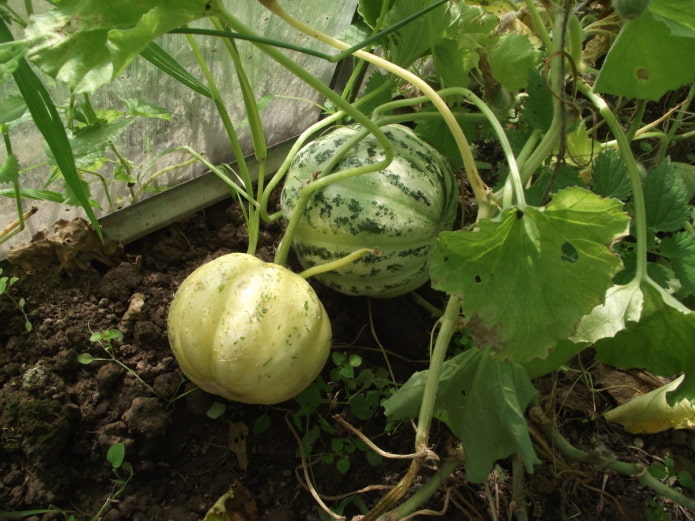 Growing Manduria
