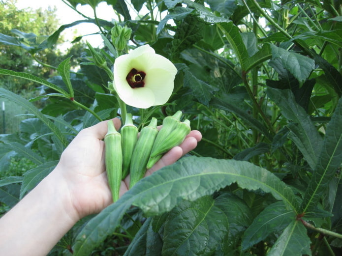 Okra flowering