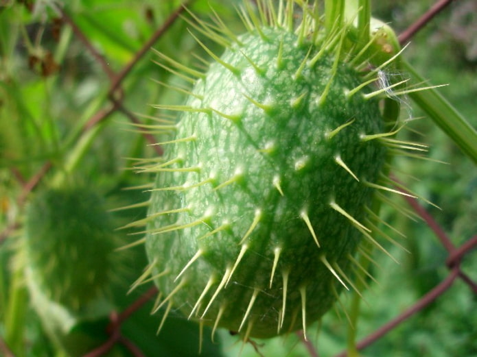Hedgehog cucumber