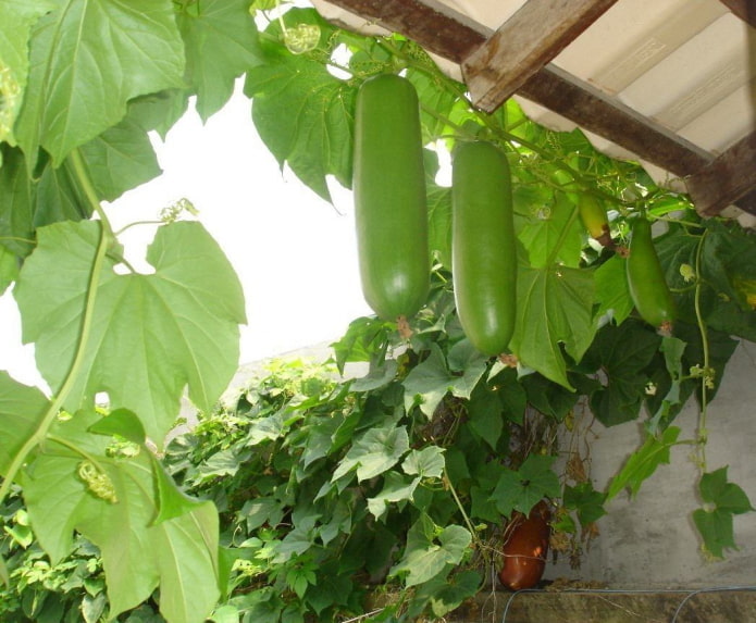 Cassabanana