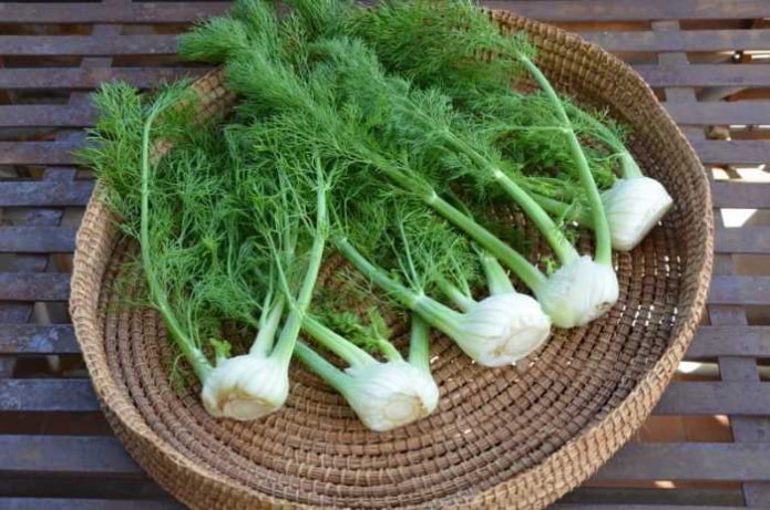 Fennel