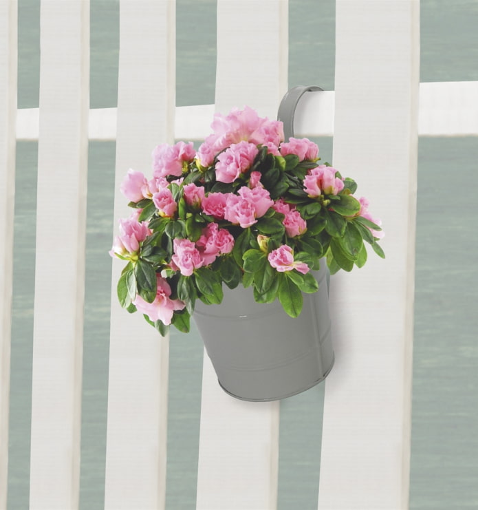Flowerpot on the fence