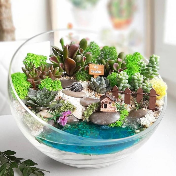 composition of succulents