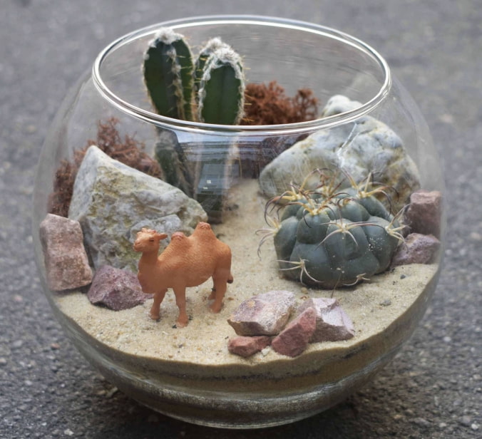 desert arrangement