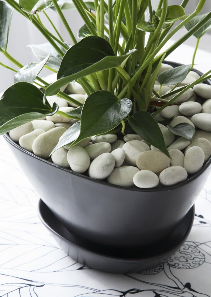 Decoration in a pot