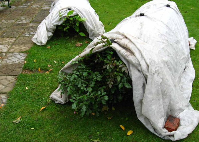 plant shelter