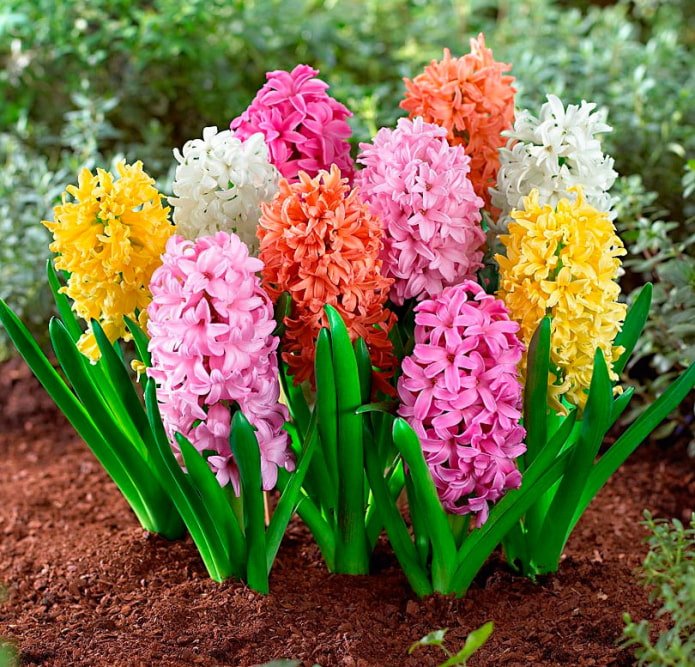 variety of hyacinth colors