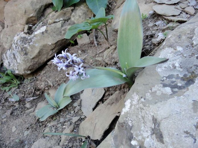 Litvinov's hyacinth
